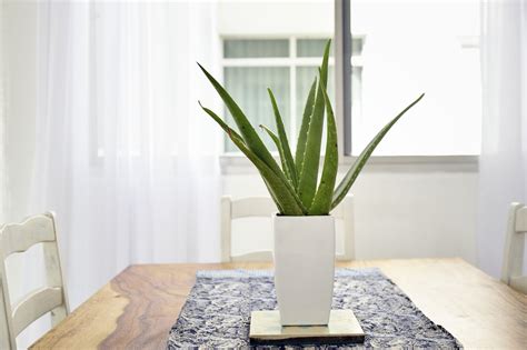 The Best Indoor Plants For Clean Air