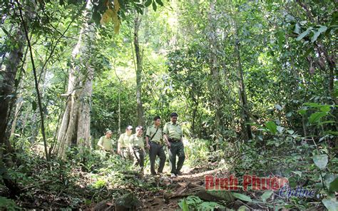 Bình Phước có hơn 174 425 ha rừng và đất lâm nghiệp Binh Phuoc Tin