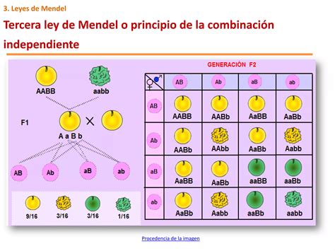 3 Las Leyes De La Herencia Ppt