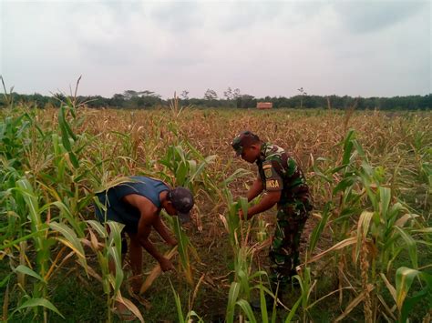 Babinsa Muara Sabak Sertu Arafik Rizal Gelar Pendampingan Pertanian