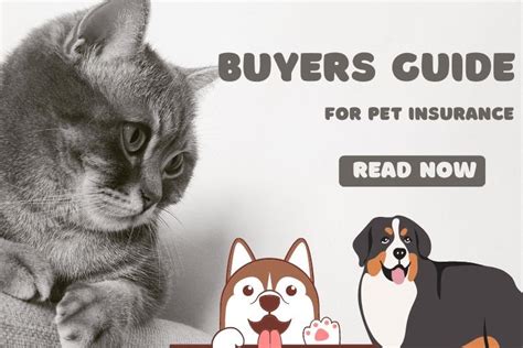 Buyers Guide To Pet Dog Insurance Petfunda