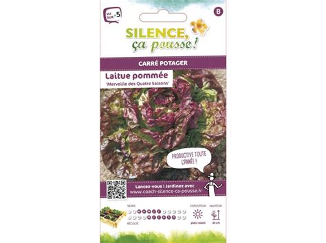 Laitue Pomm E Merveille Des Quatre Saisons Silence A Pousse