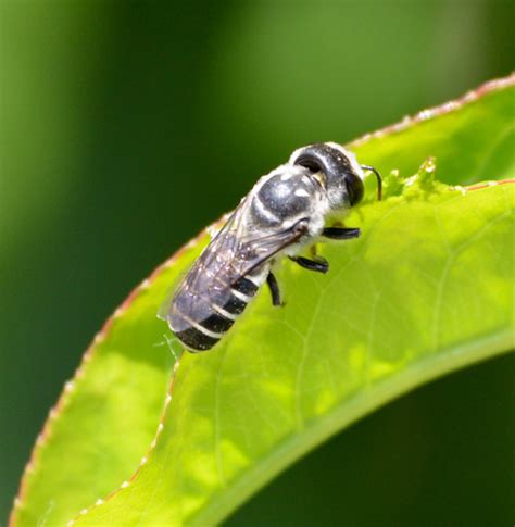 Megachile Policaris A Guide To The Ants Bees Wasps And Sawflies Order Hymenoptera Of Austin