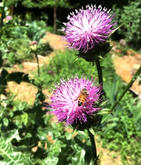 How To Grow And Use Milk Thistle Tyrant Farms