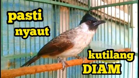 Kutilang Diam Pasti Nyaut Di Pancing Suara Burung Kutiang Gacor Ini