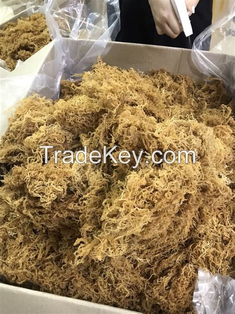 Natural Sea Moss From Vietnam Supplier Irish Moss Sea Moss Origin Ninh