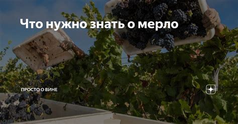 Что нужно знать о мерло Мерло – сорт неоднозначный. Одни причисляют е ...
