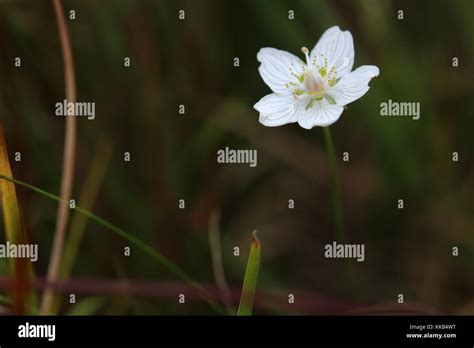 Beautiful Blossom Of The Marsh Grass Of Parnassus Parnassia Palustris