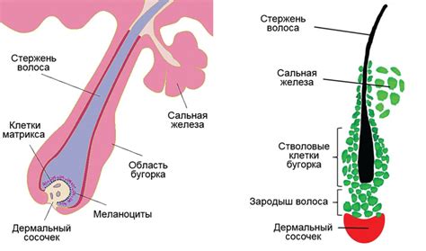 Лучшие материалы - что такое фолликул волоса