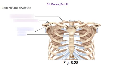 Pectoral Girdle Clavicle Joints Diagram Quizlet