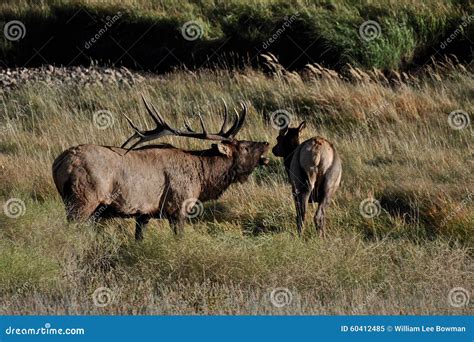 Bugling Elk stock image. Image of mountain, autumn, park - 60412485