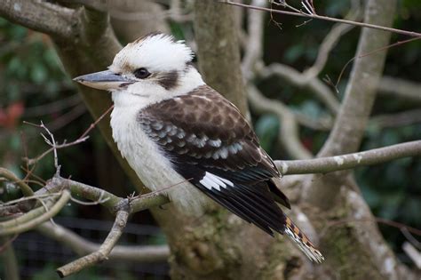 Kookaburra Wallpapers - Top Free Kookaburra Backgrounds - WallpaperAccess