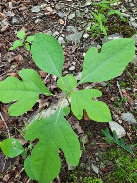 Sassafras - Louisiana Native Plant Society