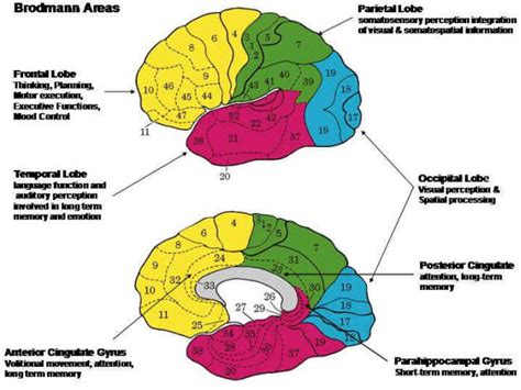 Cerebral Cortex — Brain And Language