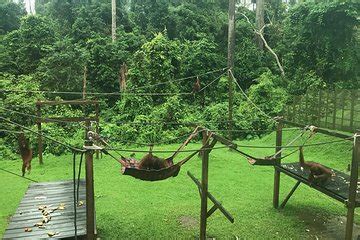 Sandakan Full Day Orangutan And Sun Bear Center With Lunch 2024