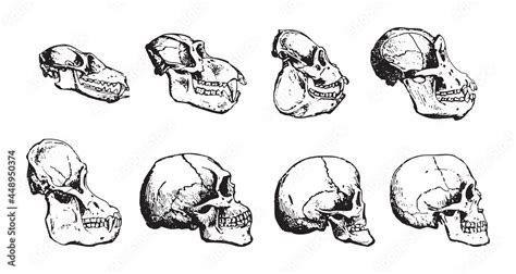 Skulls Human Evolutionary