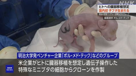 B サイエンス ヒトへの臓器移植を想定した特殊なブタ 国内で初めて誕生 Nhk