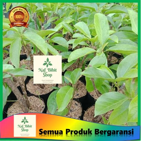 Jual Bibit Cincau Pohon Cincau Perdu Bibit Cincau Hijau Tanaman Cincau