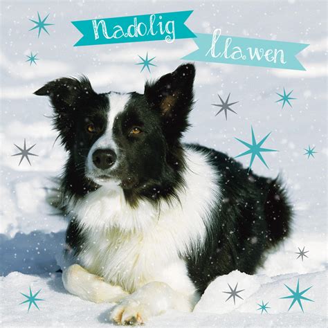 Welsh Christmas Cards (Small) - Christmas Collie