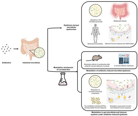 Microorganisms Free Full Text Advances In Lactobacillus Restoration