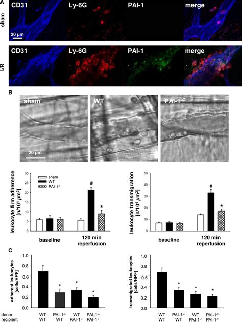 Plasminogen Activator Inhibitor Promotes Neutrophil Infiltration And