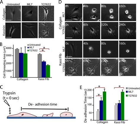 Modulation Of Spreading And Contractility By Rock And Mlck Signaling