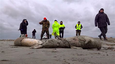 Halladas Focas Muertas En El Mar Caspio