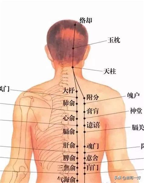 中醫針灸的俞募配穴法及穴位診斷 每日頭條