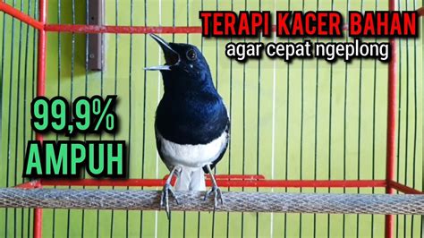 Kacer Gacor NGEPLONG Memanggil Lawan Paling Ampuh Buat PANCINGAN KACER