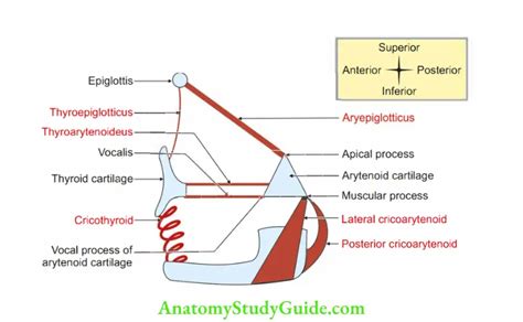 Larynx Anatomy Notes And Important Questions With Answers Anatomy