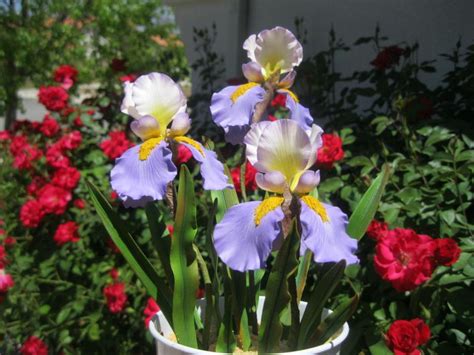 Bearded Iris Flowers - CakeCentral.com