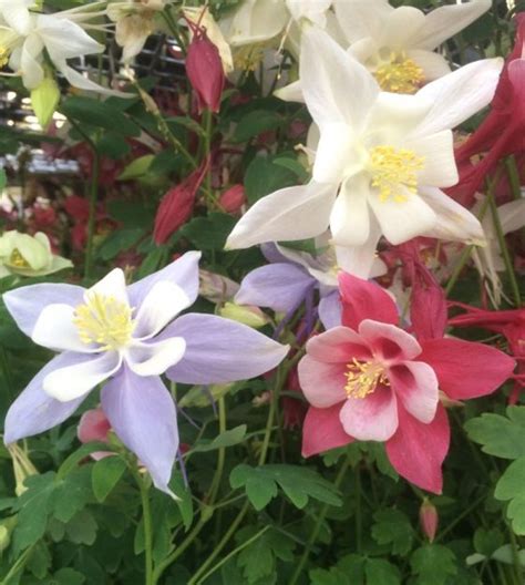 The Starry Nights Columbine Mixture John Scheepers Kitchen Garden Seeds