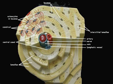 osteon bone model human body systems anatomy bones animal cell project