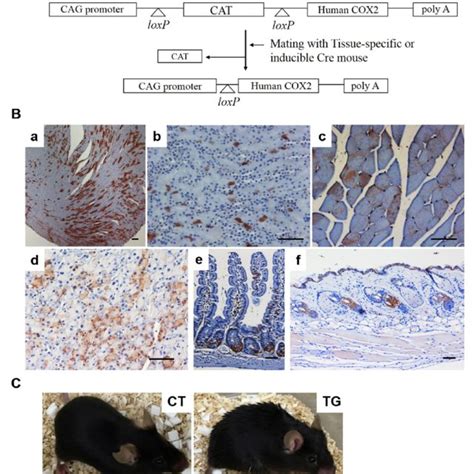 A Generation Of Tamoxifen Inducible Cox2 Transgenic Mouse Diagram Of