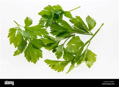 Coriander leaves Stock Photo - Alamy