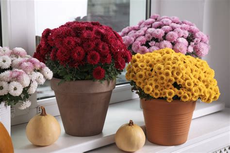 How to Keep Mums Blooming All Fall (& For Years To Come)