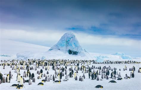 Un grupo de niños descubre el fósil de una especie de pingüino