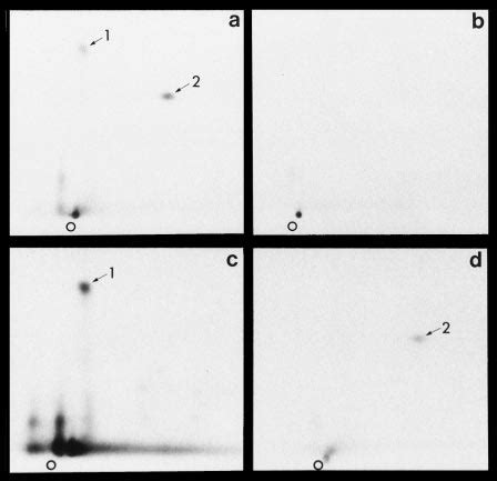 Two Dimensional Tryptic Phosphopeptide Maps Of Recombinant Topo Ii