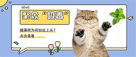 猫薄荷吸上头：我差不多是只废喵了！ 知乎