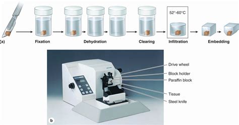 Histology And Its Methods Of Study Basicmedical Key