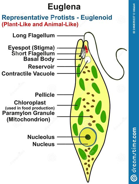 Diagram Of Euglena Structure Of Euglena Viridis Vector Illustration 142537124