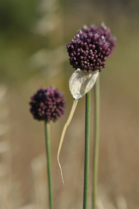 Allium Ampeloprasum L Flora Of Greece An Annotated Checklist