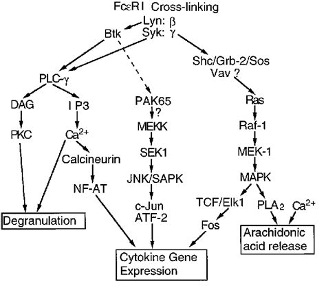 Hypothetical Scheme Of The Roles Of Btk In Fcri Mediated Signal