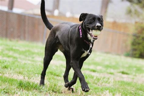 Country Lane Kennels Updated January Photos Reviews