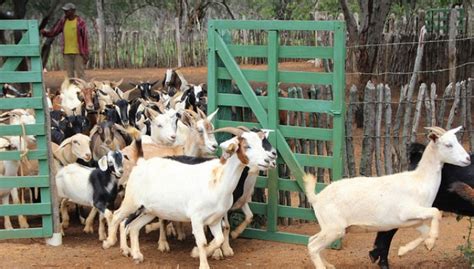 CRIAÇÃO DE ANIMAIS Alimentação e Manejo Alimentar de Caprinos e Ovinos