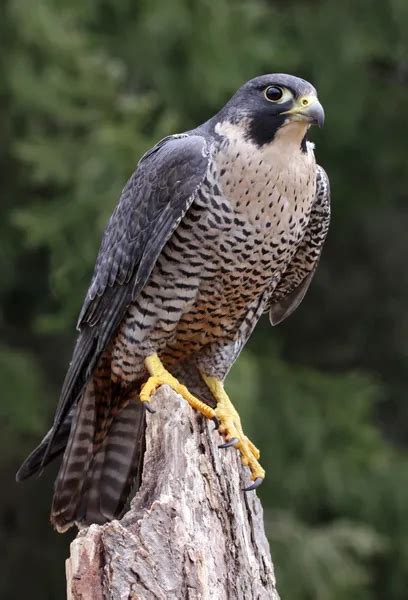 Stationary Peregrine Falcon Stock Photo By ©ca2hill 26527487