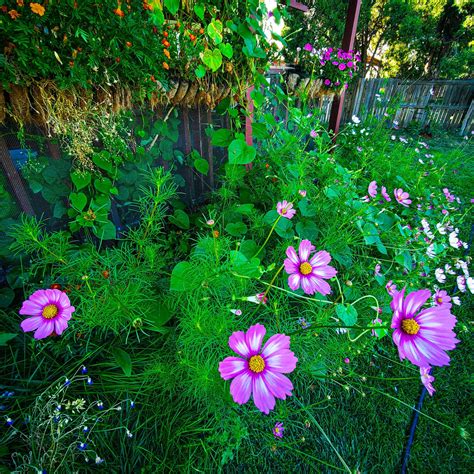Garden Cosmos growing in my yard : r/Denver