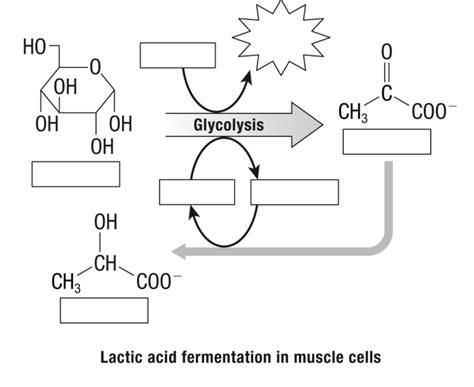 Lactic Acid Fermentation In Muscle Cells Diagram Quizlet