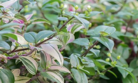 Wandering Dude Tradescantia Zebrina Some Green And Variegated