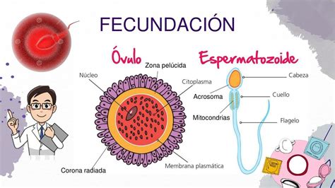 Fecundación Emily Quiñonez Garay uDocz